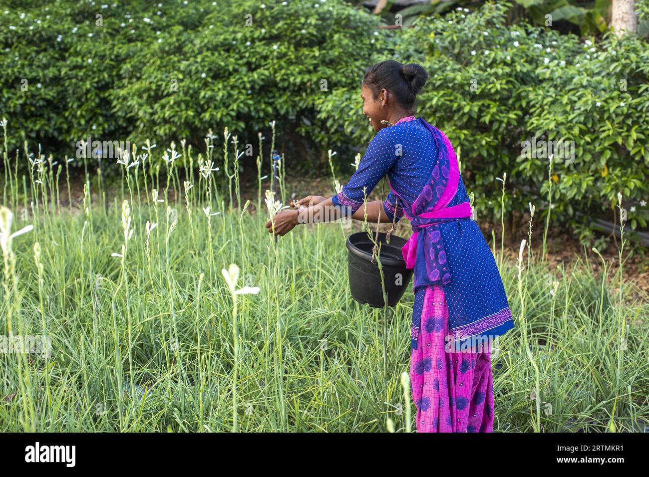 Gärtner pflückt Blumen in Goverdan Ecovillage, Maharashtra, Indien Stockfoto