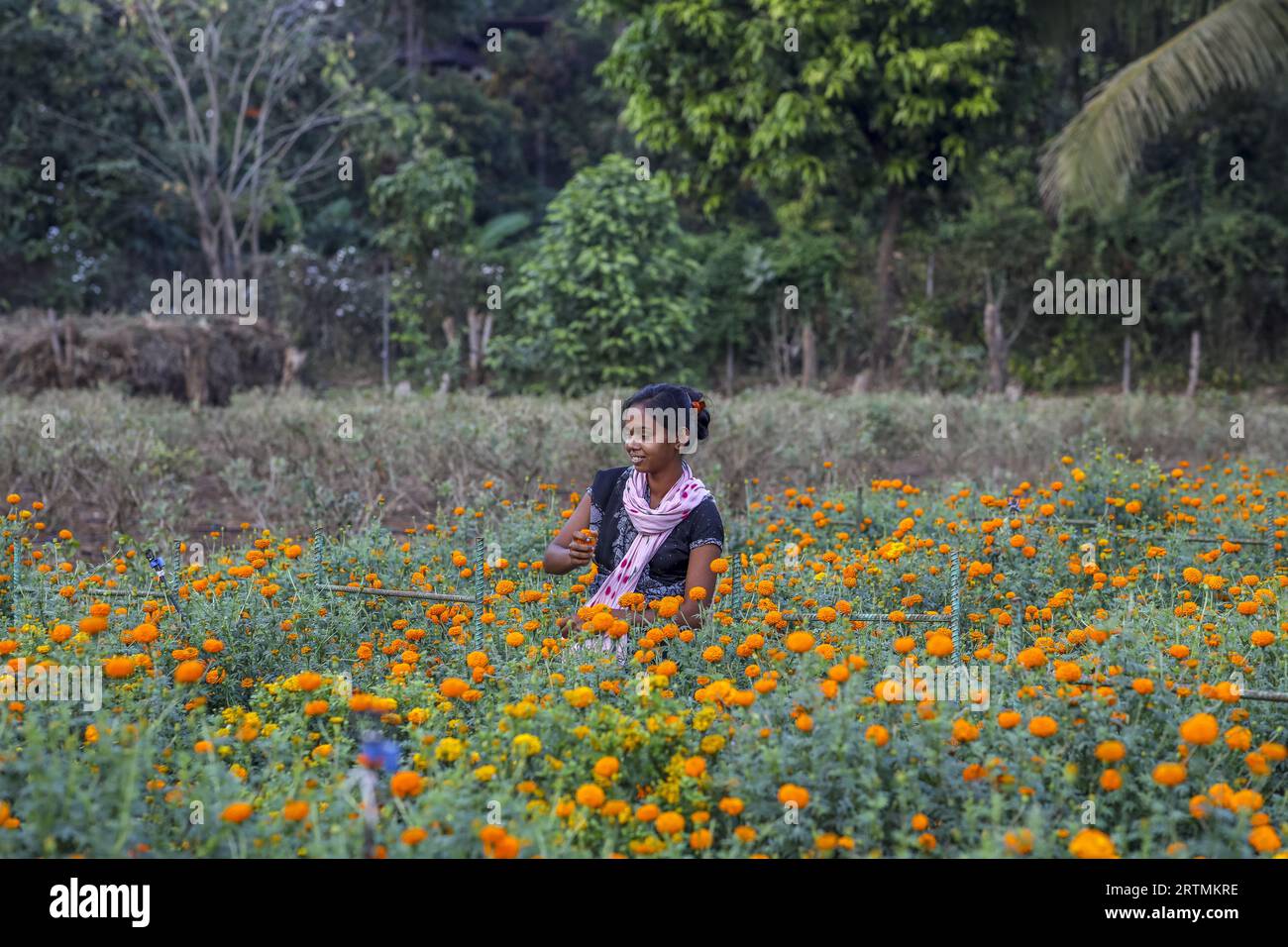 Gärtner pflückt Blumen in einem der Gärten des Goverdan Ecovillage, Maharashtra, Indien Stockfoto