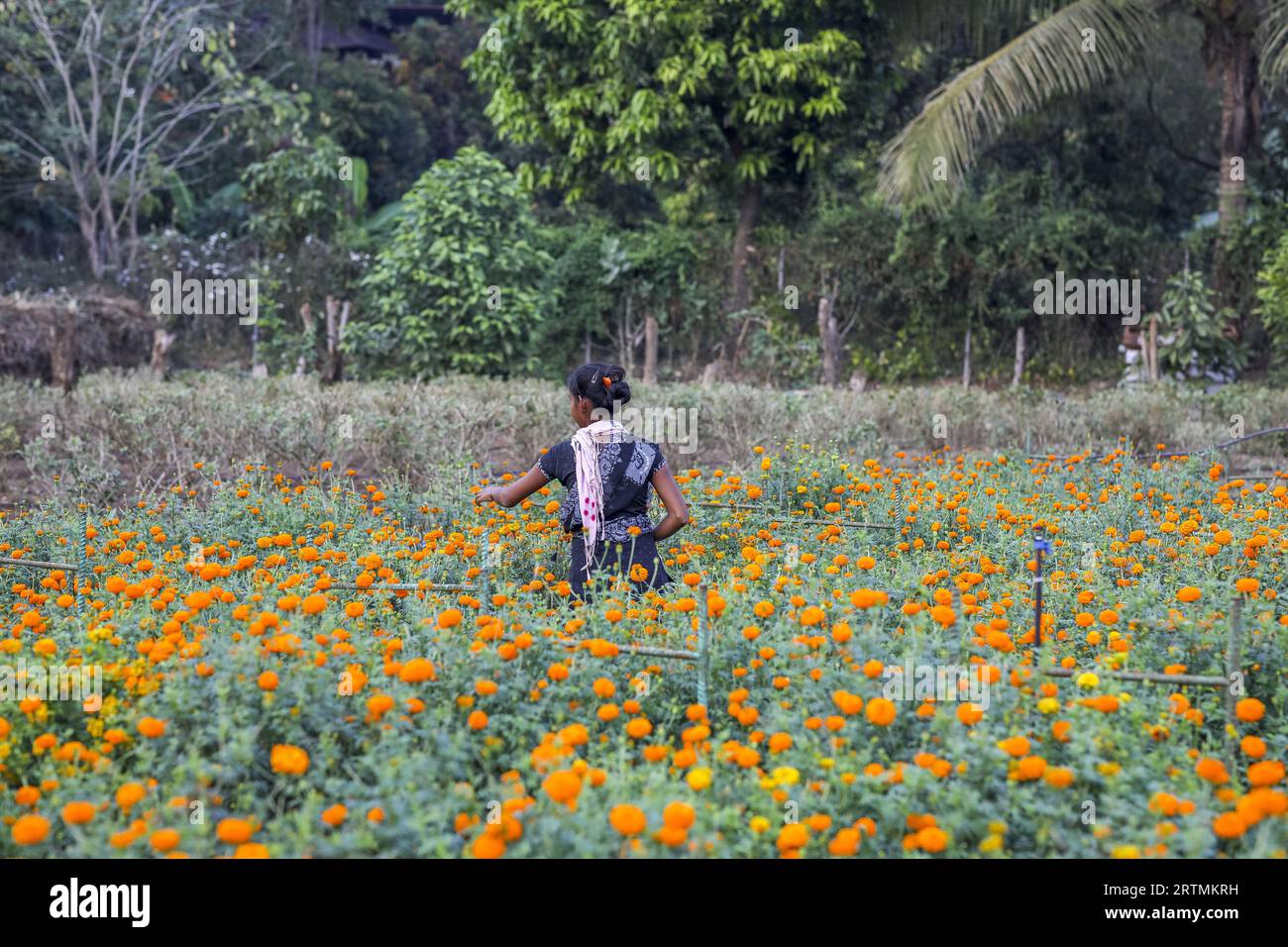 Gärtner pflückt Blumen in einem der Gärten des Goverdan Ecovillage, Maharashtra, Indien Stockfoto
