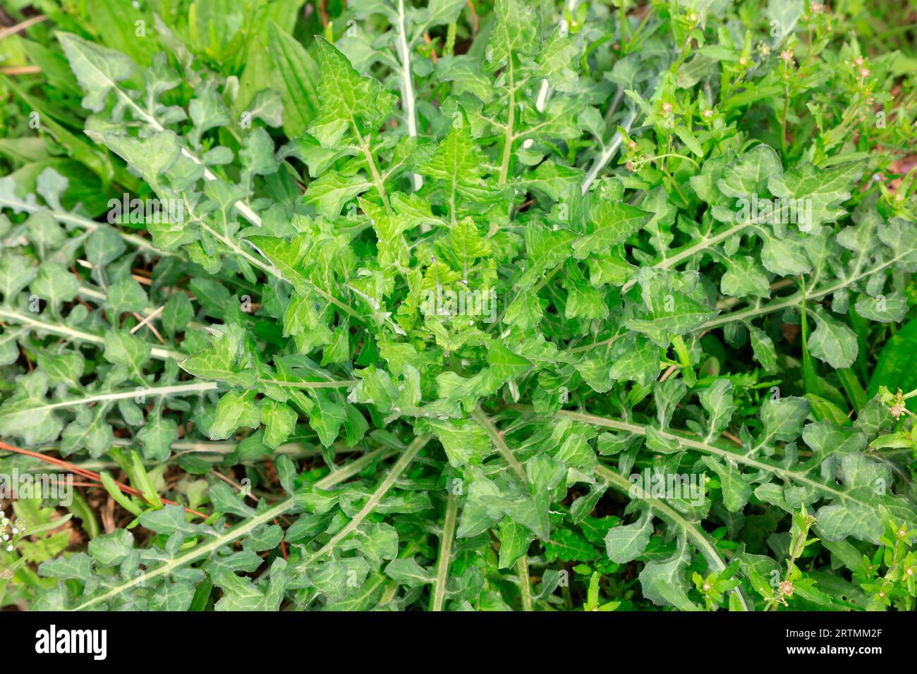 Wildes Gemüse ist in einem natürlichen Zustand Stockfoto