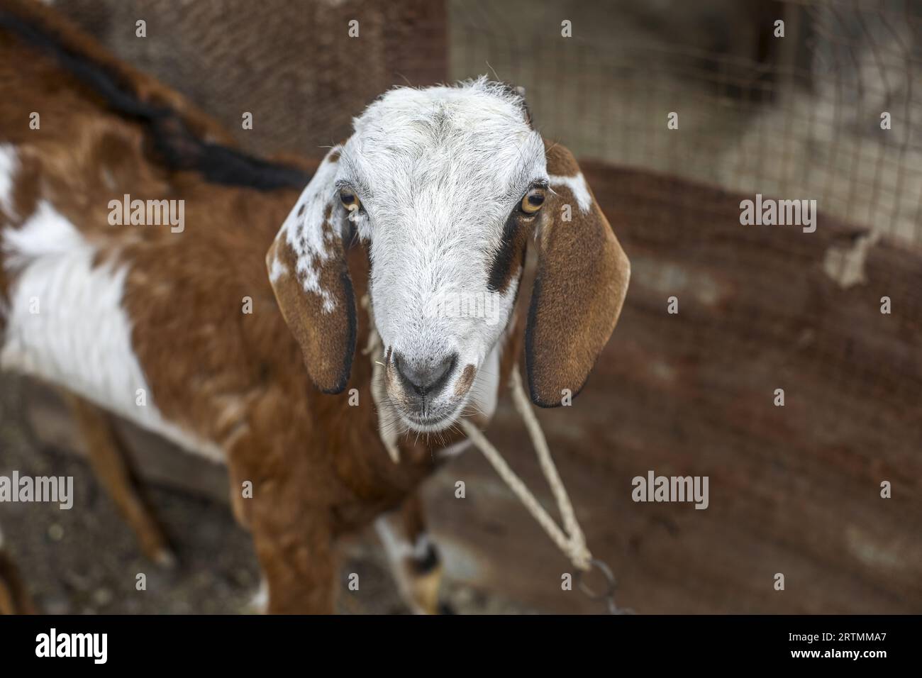Ziegen in einem Dorf in Gujarat, Indien Stockfoto