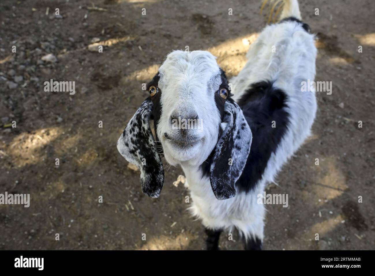 Ziegen in einem Dorf in Gujarat, Indien Stockfoto