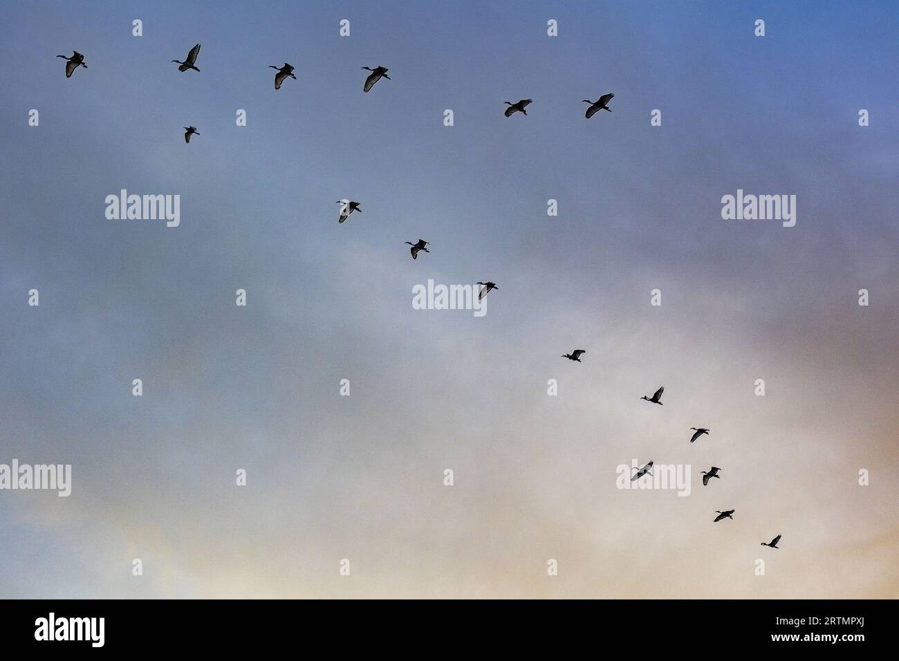 Vögel fliegen über das Delta des Saloum-Flusses im Senegal Stockfoto