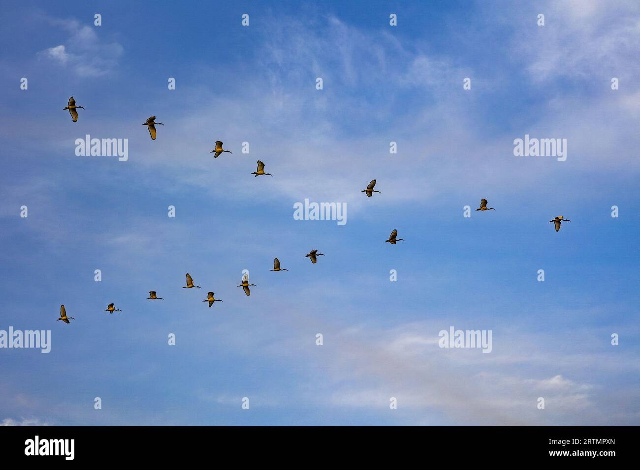 Vögel fliegen über das Delta des Saloum-Flusses im Senegal Stockfoto