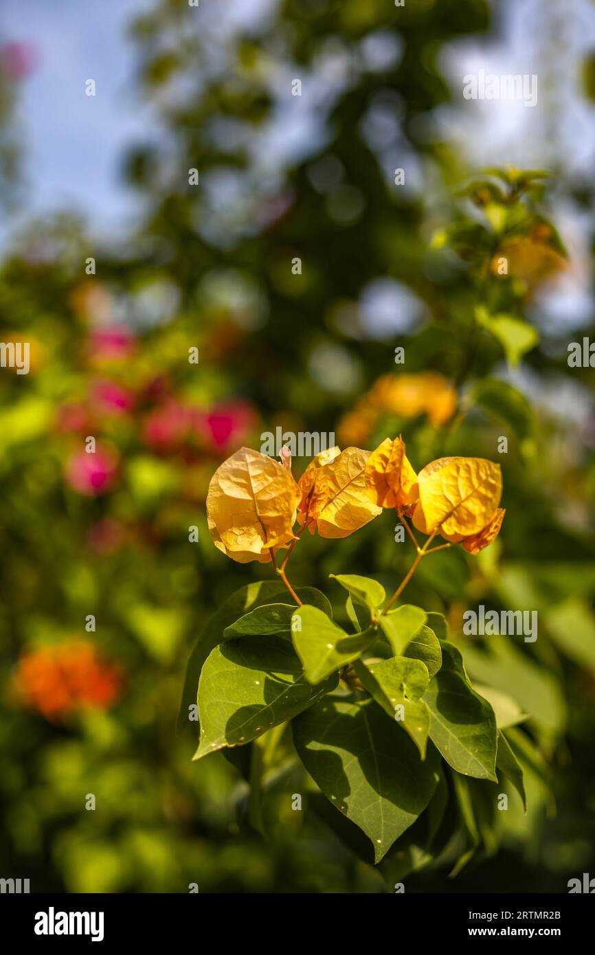 Blumen in einem Garten in Ndayane, Senegal Stockfoto