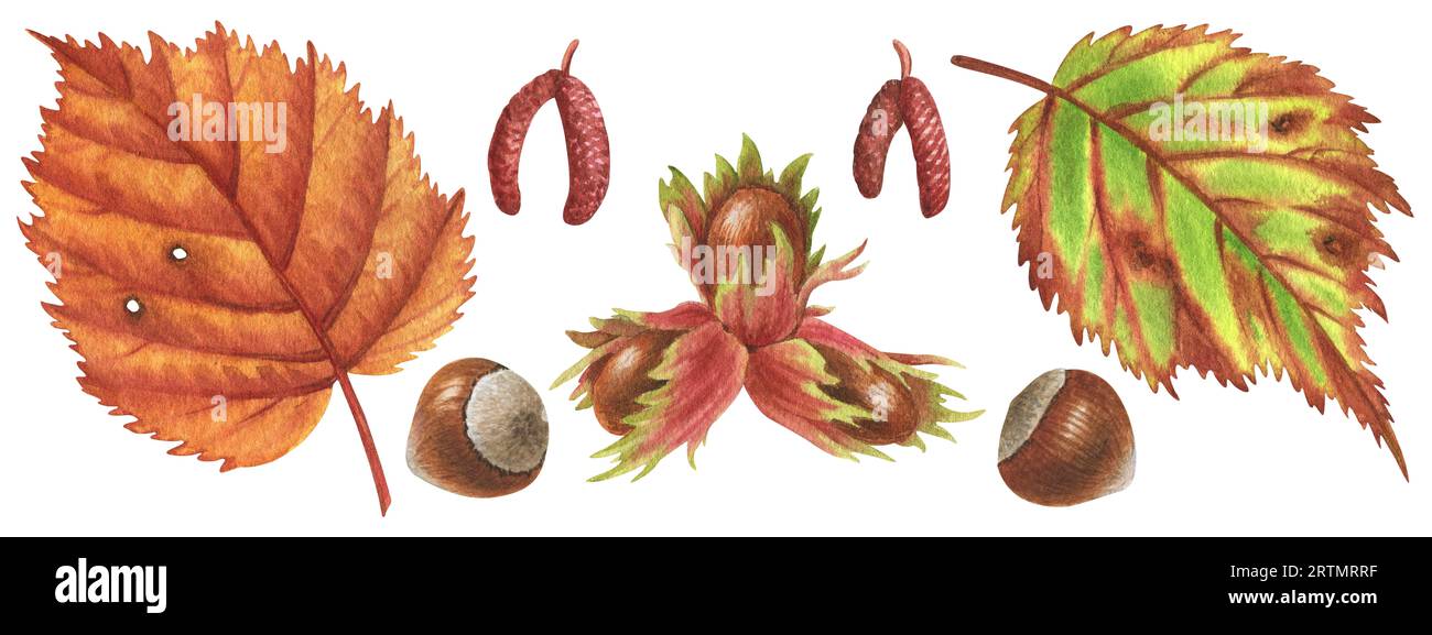 Herbstnüsse und -Blätter. Aquarellillustrationsset. Perfekt für Grußkarten, Cover, Drucke, Muster, Scrapbooking, Logo Stockfoto