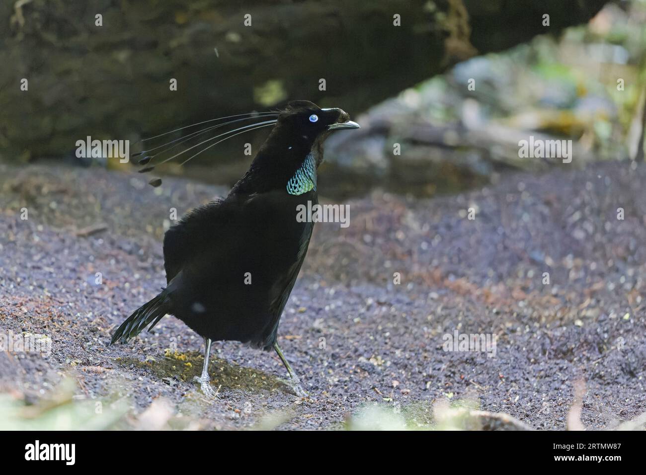 Männliche westliche Parotien zeigen West-Papua-Indonesien Stockfoto