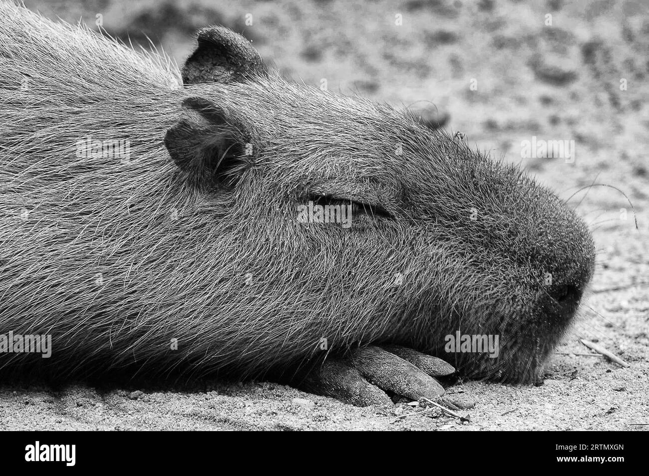 Foto Capybara, Wasser Hydrochoerus hydrochaeris, Wanderarbeitnehmer, semi-aquatischen, Pflanzen fressende SÄUGETIER, Wasser-Lagerdeckel Familie, Hydrochoeridae Stockfoto