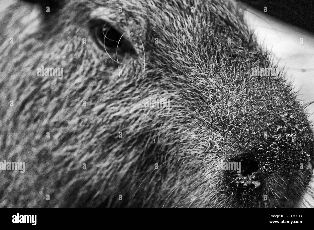 Foto Capybara, Wasser Hydrochoerus hydrochaeris, Wanderarbeitnehmer, semi-aquatischen, Pflanzen fressende SÄUGETIER, Wasser-Lagerdeckel Familie, Hydrochoeridae Stockfoto