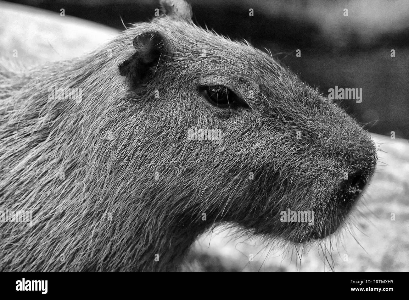 Foto Capybara, Wasser Hydrochoerus hydrochaeris, Wanderarbeitnehmer, semi-aquatischen, Pflanzen fressende SÄUGETIER, Wasser-Lagerdeckel Familie, Hydrochoeridae Stockfoto