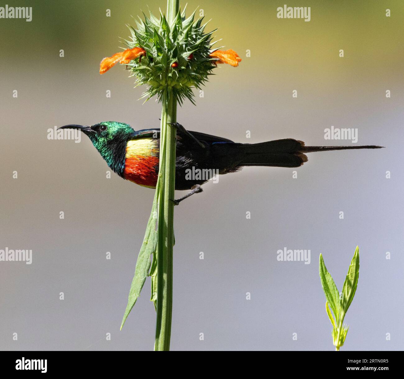 Der männliche schöne Sunbird hat eine auffällige Farbenpracht während der Brutsaison. Die metallische Iridierung wird durch Lichtbrechung erzeugt. Stockfoto