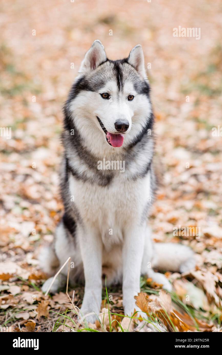 Vertikales Porträt eines Huskys im Herbstwald. Der Hund sitzt mit ausgestreckter Zunge, macht eine Pause von einem Spaziergang und will Wasser. Reisen Stockfoto