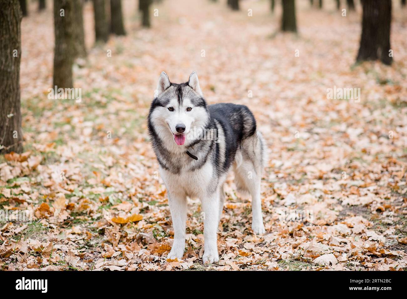 Horizontales Porträt eines Huskys im Herbstwald. Der Hund steht mit ausgestreckter Zunge, macht eine Pause von einem Spaziergang und will Wasser. Tra Stockfoto