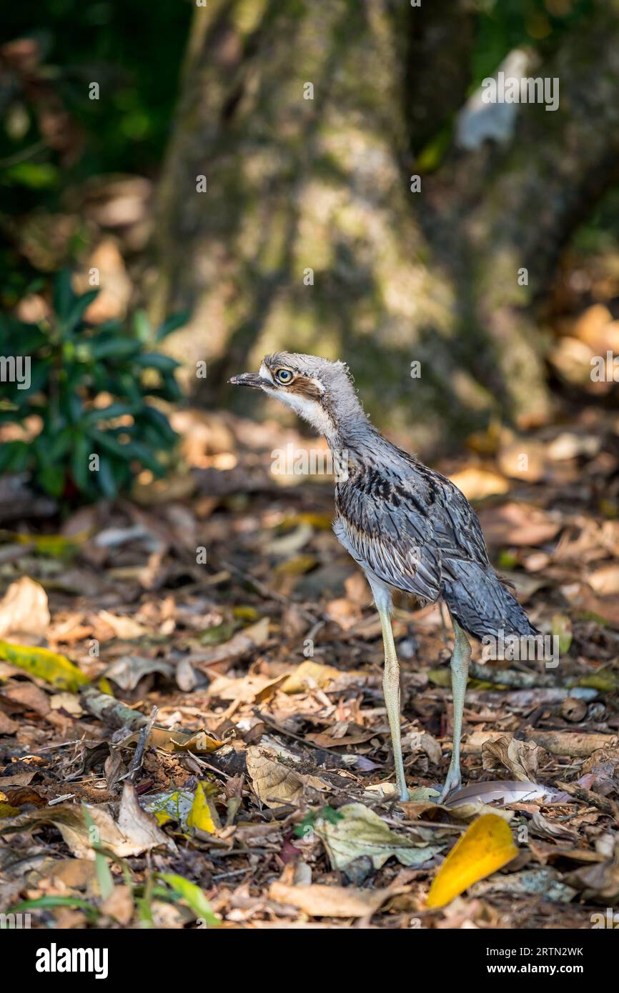 Little Bush Stone-Curlew (Burhinus grallarius) steht in Wood, Malanda, Queensland, Australien. Stockfoto