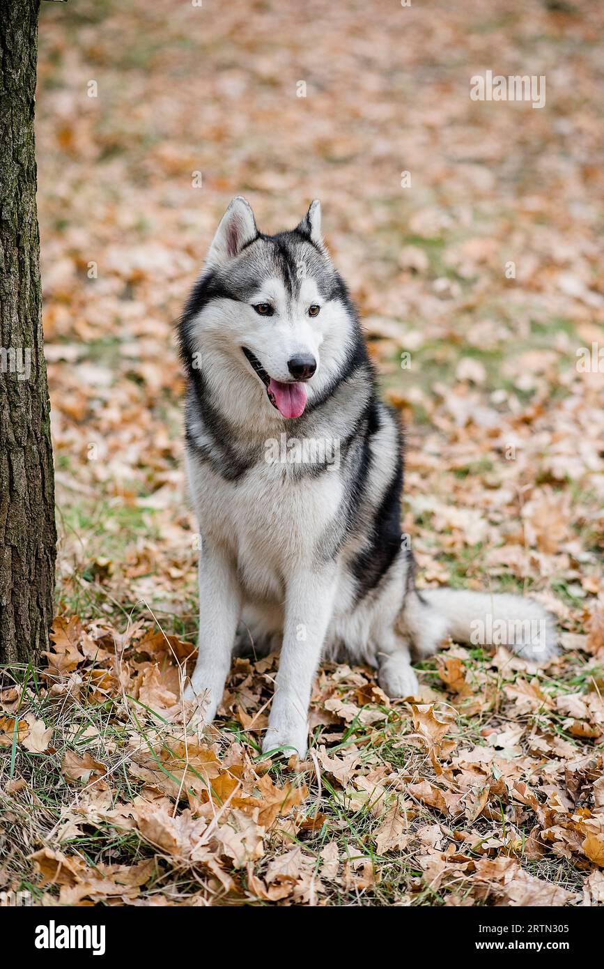 Vertikales Porträt eines Huskys im Herbstwald. Der Hund sitzt mit ausgestreckter Zunge, macht eine Pause von einem Spaziergang und will Wasser. Reisen Stockfoto