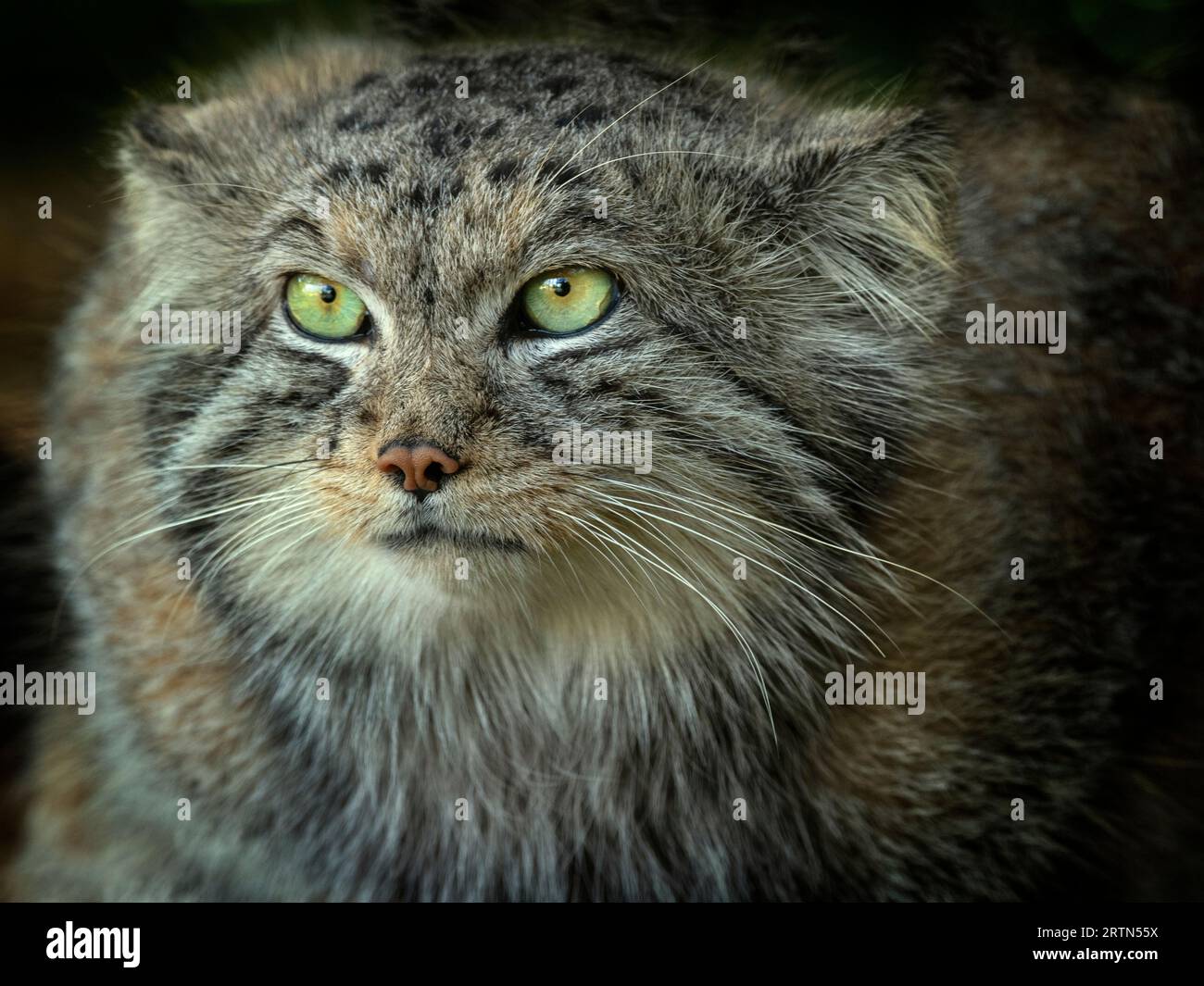 Pallas Katze Otocolobus manul Portrait September Stockfoto