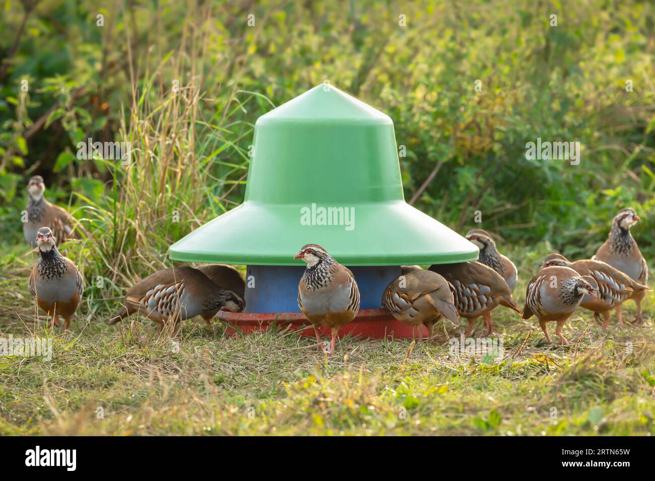 Ein Schwarm wilder Rebhühner. Wissenschaftliche Bezeichnung: Alectoris rufa. Selektive Fokussierung auf ein Rebhuhn um eine Futterpflanze im natürlichen landwirtschaftlichen Lebensraum Stockfoto