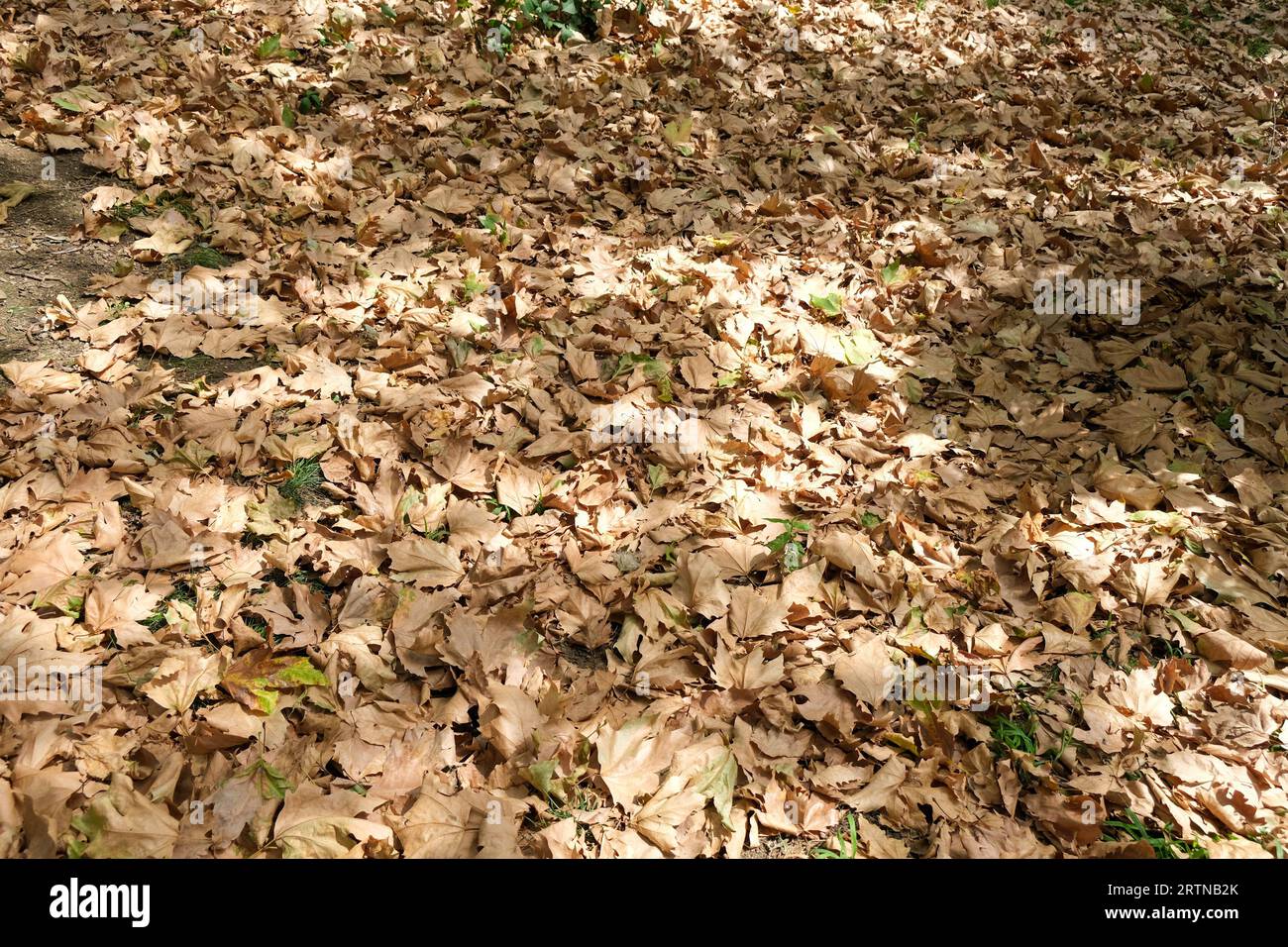 Trockene goldbraune Blätter auf dem Boden. Konzeptionelle Hintergrundtapete für die Herbstsaison. Stockfoto