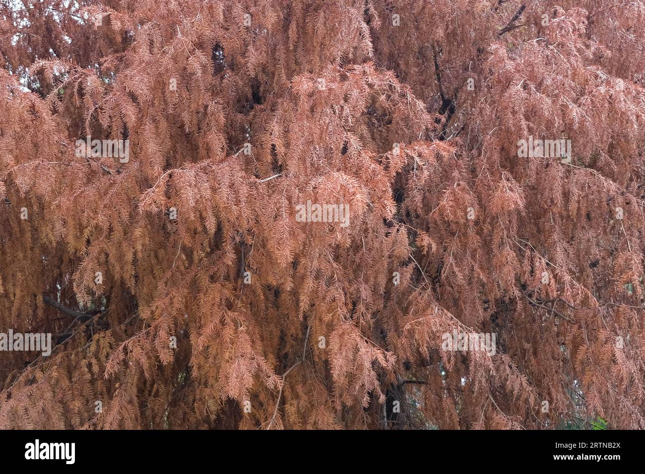 Braune Blätter Baum Herbst Saison Tapete Hintergrund Konzept. Stockfoto