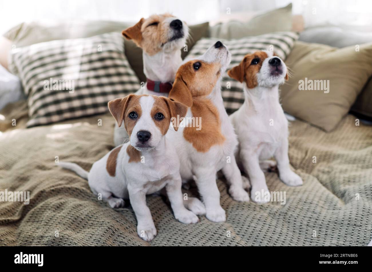 Eine Gruppe lustiger Hunde liegt und sitzt in einem Bett. Vier Jack Russell Terrier-Hunde schauen auf die Kamera. Stockfoto