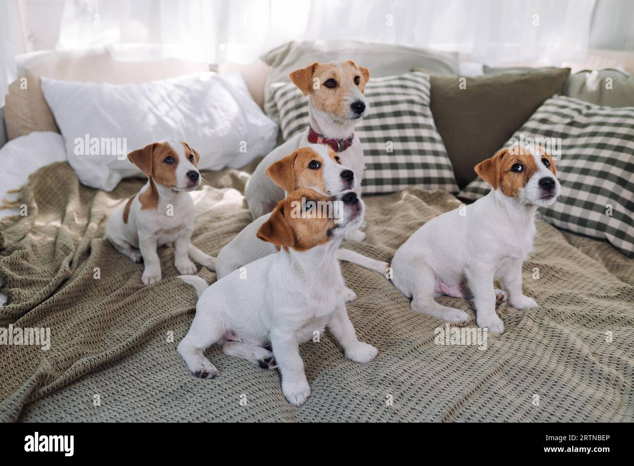 Eine Gruppe lustiger Hunde liegt und sitzt in einem Bett. Vier Jack Russell Terrier-Hunde schauen auf die Kamera. Stockfoto