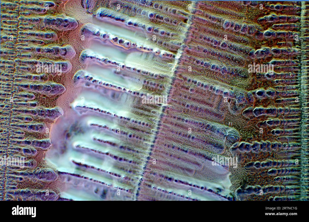 Das Bild zeigt kristallisierte Sojasauce, fotografiert durch das Mikroskop in polarisiertem Licht mit einer Vergrößerung von 100X Stockfoto