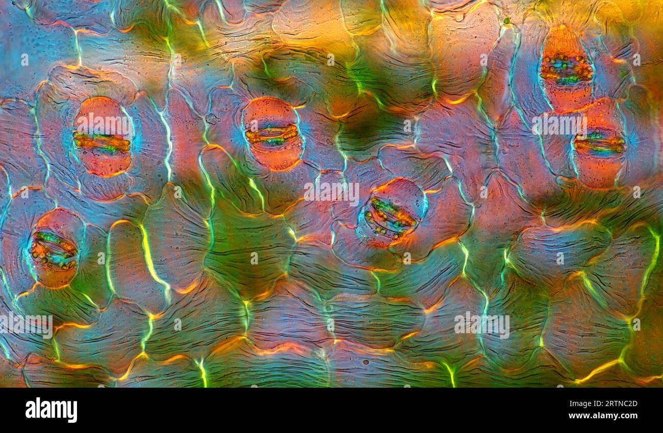 Das Bild zeigt Stomata in der Epidermis des Spathiphyllum-Blattes, die durch das Mikroskop in polarisiertem Licht bei einer Vergrößerung von 400X fotografiert wurden Stockfoto