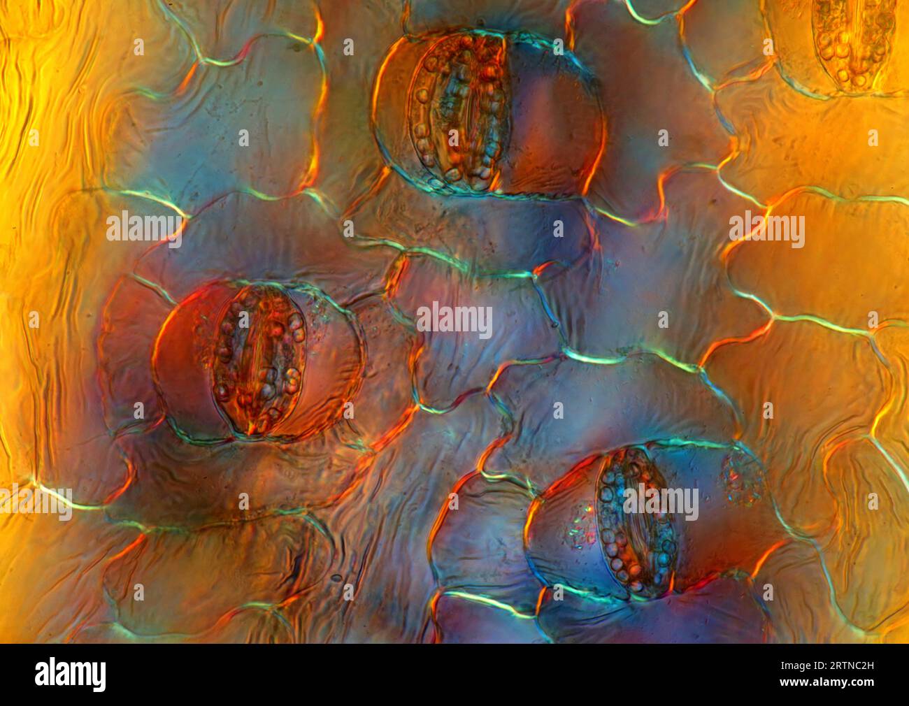 Das Bild zeigt Stomata in der Epidermis des Spathiphyllum-Blattes, die durch das Mikroskop in polarisiertem Licht bei einer Vergrößerung von 200X fotografiert wurden Stockfoto