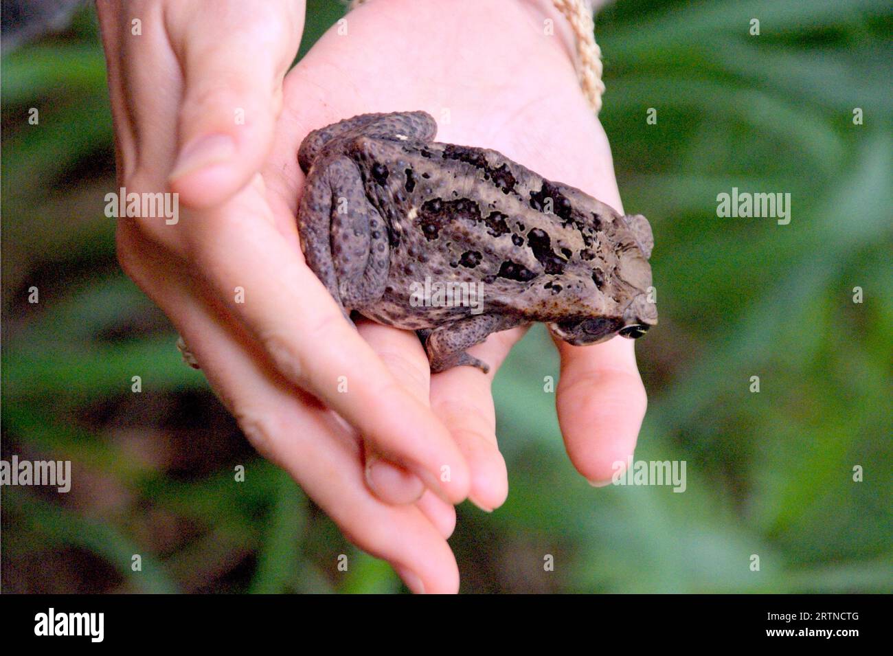 Common Coqui - Eleutherodactylus coqui Frog. Eine Nahaufnahme eines gemeinen Koqui-Frosches Stockfoto