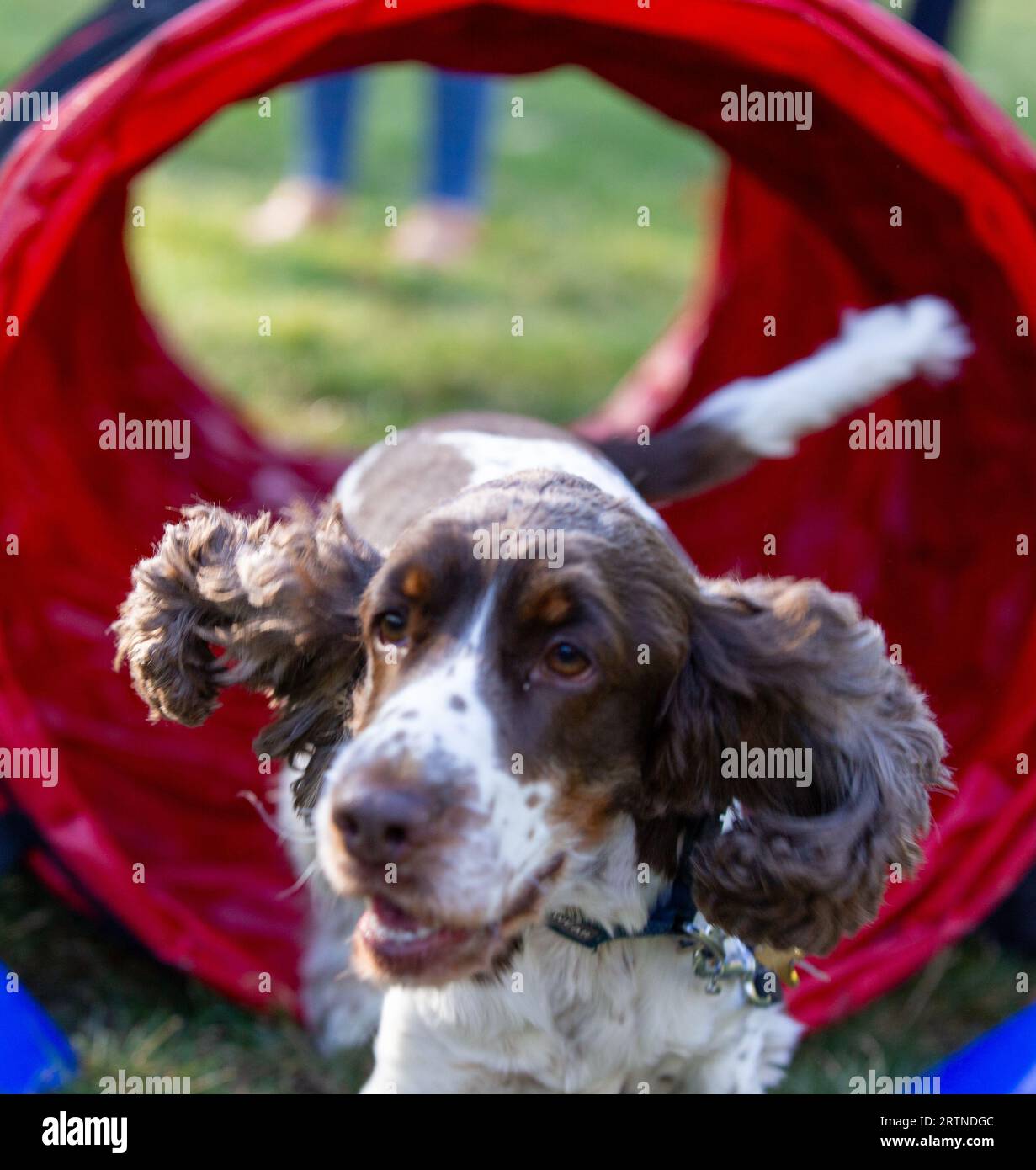 London, Großbritannien. September 2023. Westminster Dog of the Year 2023 Suzanne Webb, MP-Besitzerin von Sidney Pickles, ist ein Cocker-Spaniel und er ist ein bisschen frech und anfällig für ein bisschen Heulen und hat eine große Persönlichkeit und eine spielerische Zeit Credit: Richard Lincoln/Alamy Live News Stockfoto