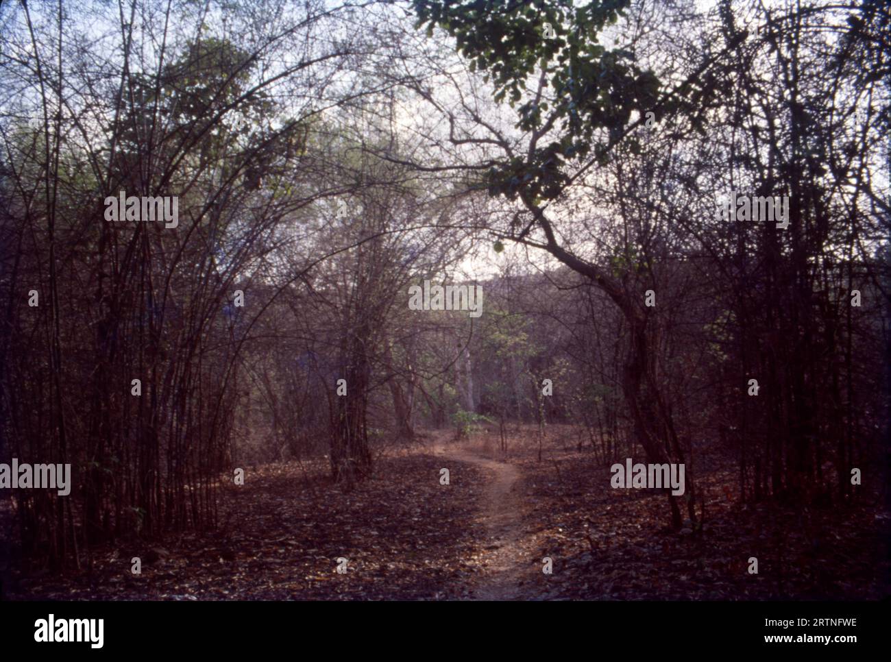 Bäume und Wald in Sasan GIR, Gujrat, Indien Stockfoto