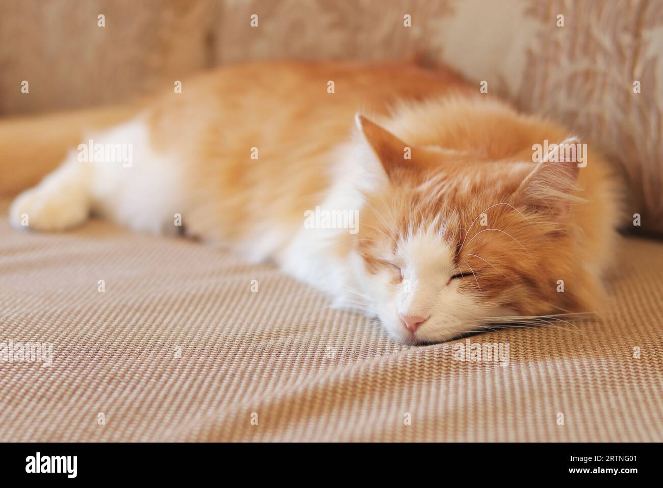 Eine weißrote Katze schläft süß auf dem Sofa. Nahaufnahme des Gesichts einer schlafenden Katze. Das Konzept von gesundem Schlaf, eine gemütliche Atmosphäre im Haus Stockfoto