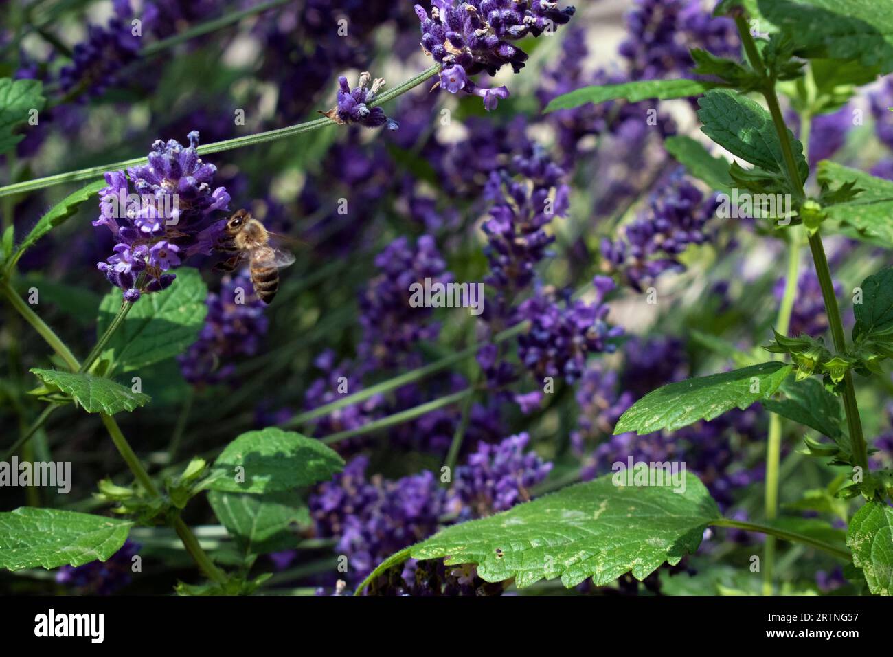 Lavendel mit Biene Stockfoto