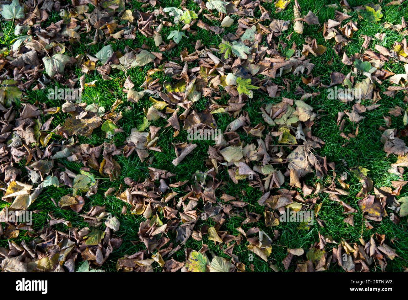 Herbstlaub auf dem Rasen Stockfoto