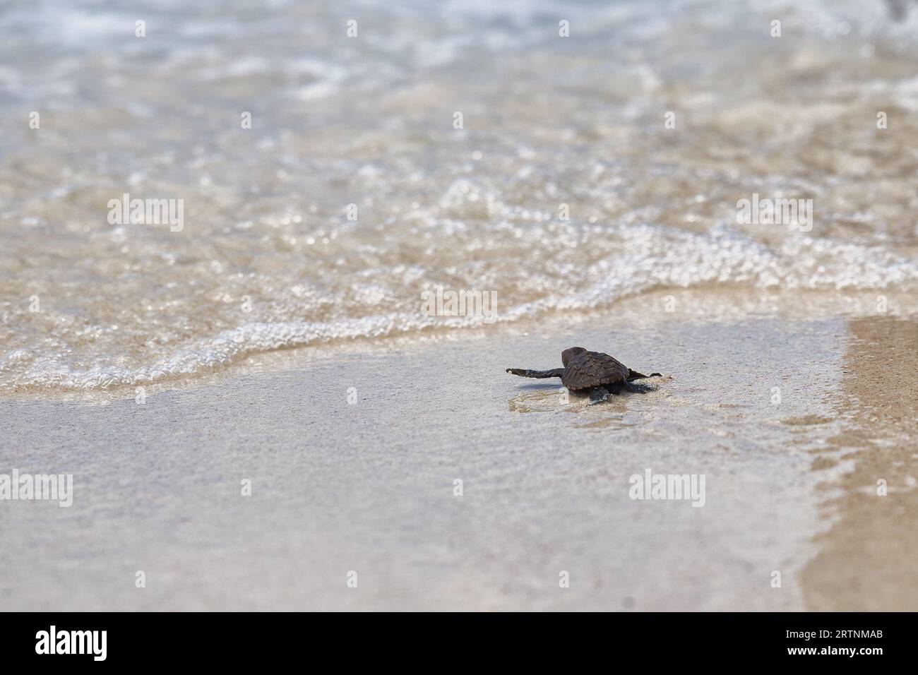 Babyschildkröte auf dem Weg ins Meer Stockfoto