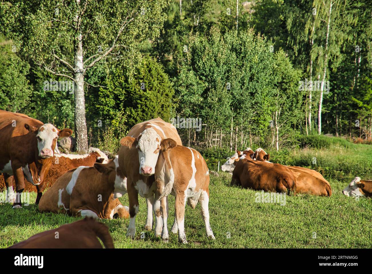 Kalb mit Mutterkuh auf dem Weg. Das Jungtier trinkt an der Mutter. Tierfoto eines Nutztieres aus Skandinavien Stockfoto