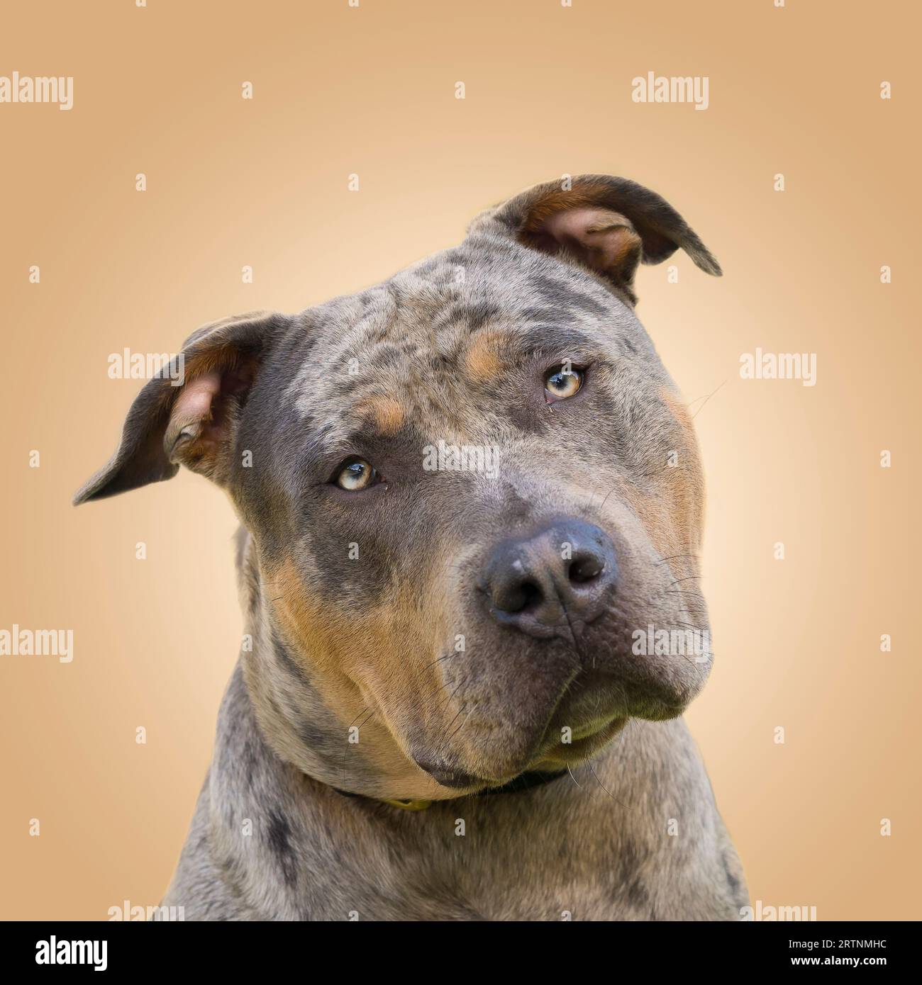 Nahaufnahme eines amerikanischen XL-Rüden-Hundes aus nächster Nähe, der Kopf ist seitlich angewinkelt, schaut direkt auf die Kamera und sieht süß aus. Stockfoto