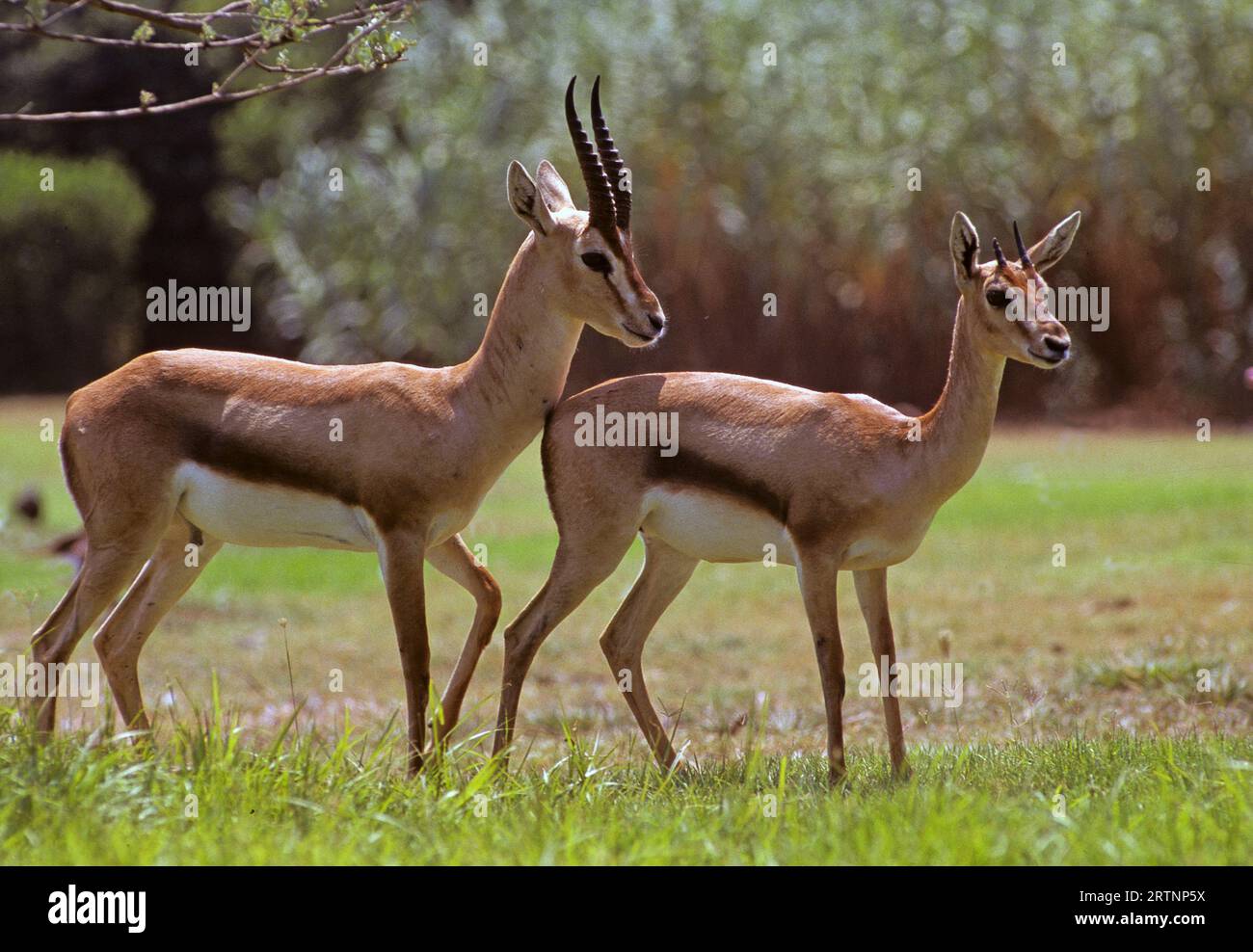 Gazelle (Gazelle gazelle). Fotografiert in Israel. Die Berggazelle ist die häufigste gazelle in Israel und liegt größtenteils in drei Gebieten Stockfoto