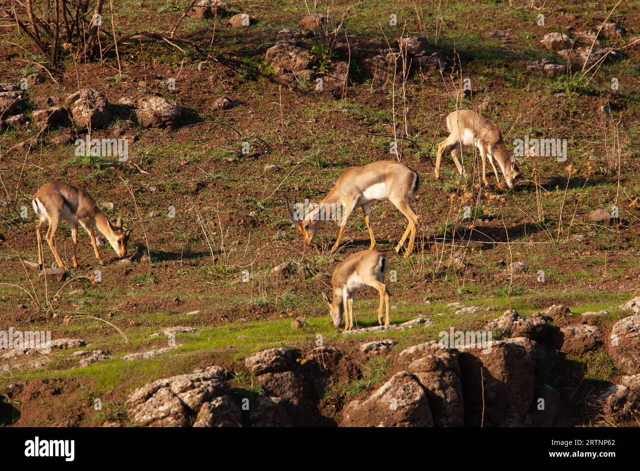 Ein Hörer von Mountain Gazelle (Gazelle). Fotografiert in Israel. Die Berggazelle ist die häufigste gazelle in Israel, die größtenteils in Israel beheimatet ist Stockfoto