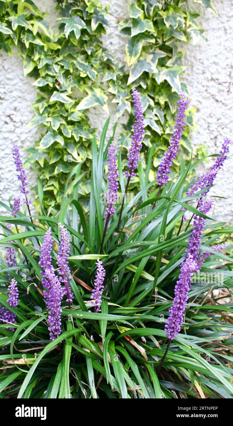 Liriope muscari – im Spätsommer blühende immergrüne Pflanzen Stockfoto
