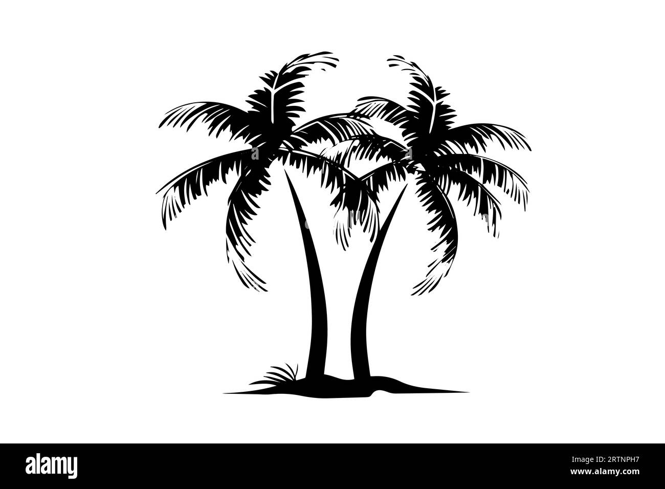 Palme mit handgezeichneter Kokosnuss-Skizze. Vektor-Illustration der Tintensilhouette. Stock Vektor