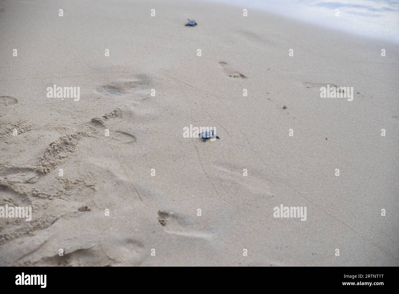 Chelonia mydas, grüne Schildkröte nach dem Schlüpfen, beobachtet und bejubelt von Unterstützern auf ihrer ersten Jungfernfahrt ins Mittelmeer. Pho Stockfoto
