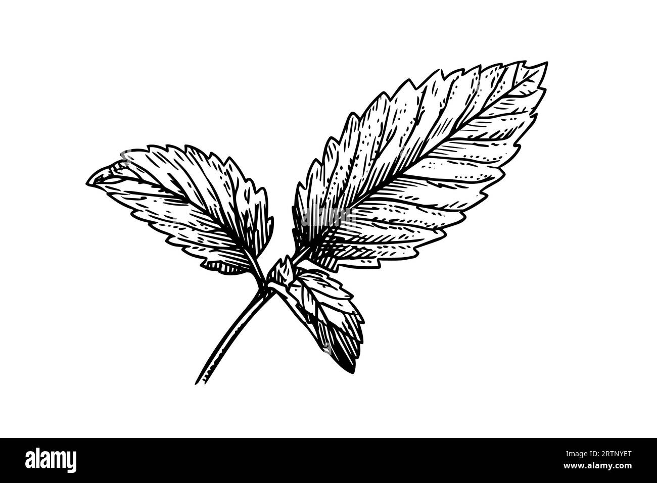 Pfefferminzskizze. Minze Blätter Zweige und Blumen Gravurstil Vektor Illustration. Stock Vektor