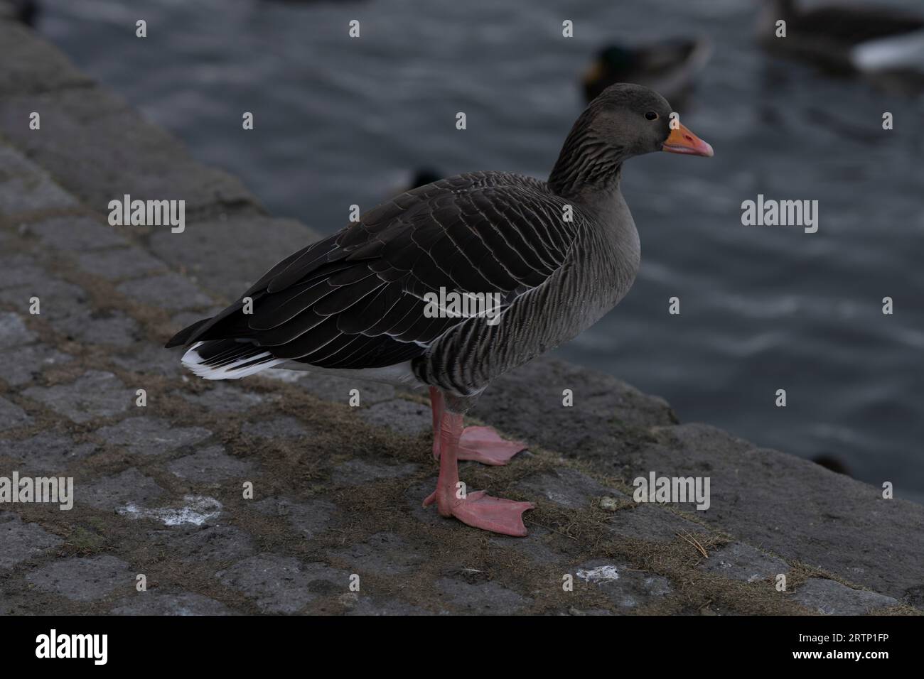 Anser Anser Familie Anatidae Gattung Anser Greylag Gans Graylag Gans wilde Natur Vogelfotografie, Bild, Tapete Stockfoto