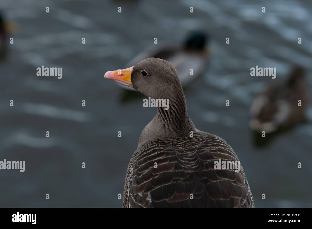 Anser Anser Familie Anatidae Gattung Anser Greylag Gans Graylag Gans wilde Natur Vogelfotografie, Bild, Tapete Stockfoto