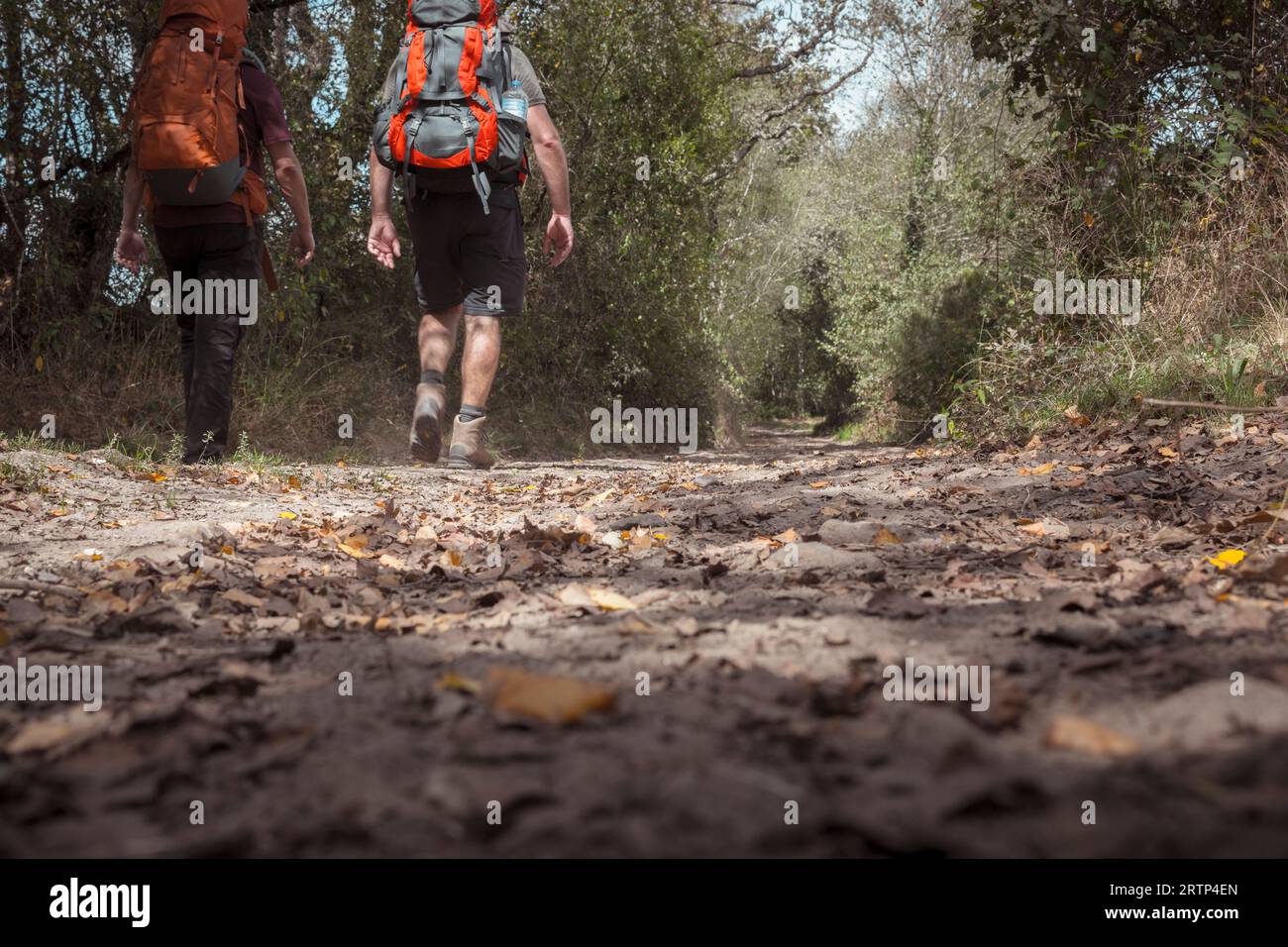 Sobrado dos Monxes, Spanien, 9. September 2023: Zwei nicht erkennbare männliche Wanderer, die den Camino de Compostla oder den Weg durch die Wälder Galici wandern Stockfoto