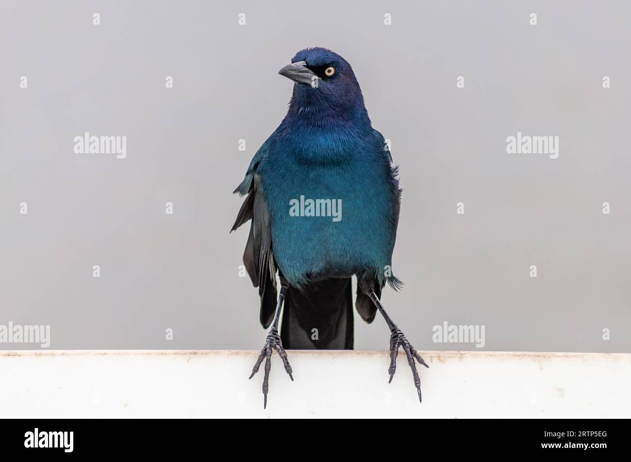 Ein männlicher blauer Vogel, bekannt als Bootschwanz, Quiscalus Major, sitzt auf einem weißen Zaun mit Wasser im Hintergrund auf Jekyll Island, Georgia Stockfoto
