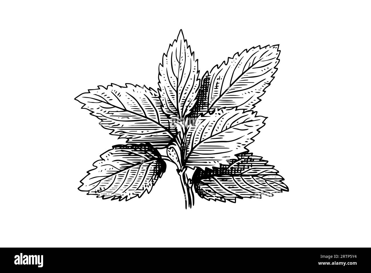 Pfefferminzskizze. Minze Blätter Zweige und Blumen Gravurstil Vektor Illustration. Stock Vektor