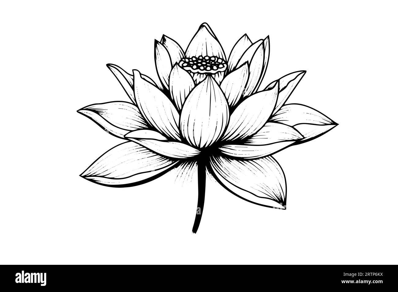 Eine Lotoslilie Wasserblume in einer Vintage Holzschnitt Gravur Stil Vektor Illustration. Stock Vektor