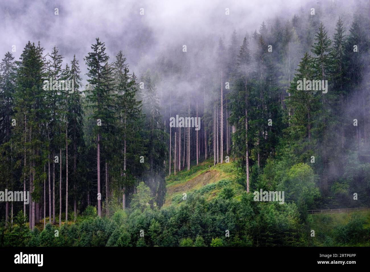 Fichtenwald an einem nassen Tag, Zell am See, Salzburgerland, Österreich Stockfoto